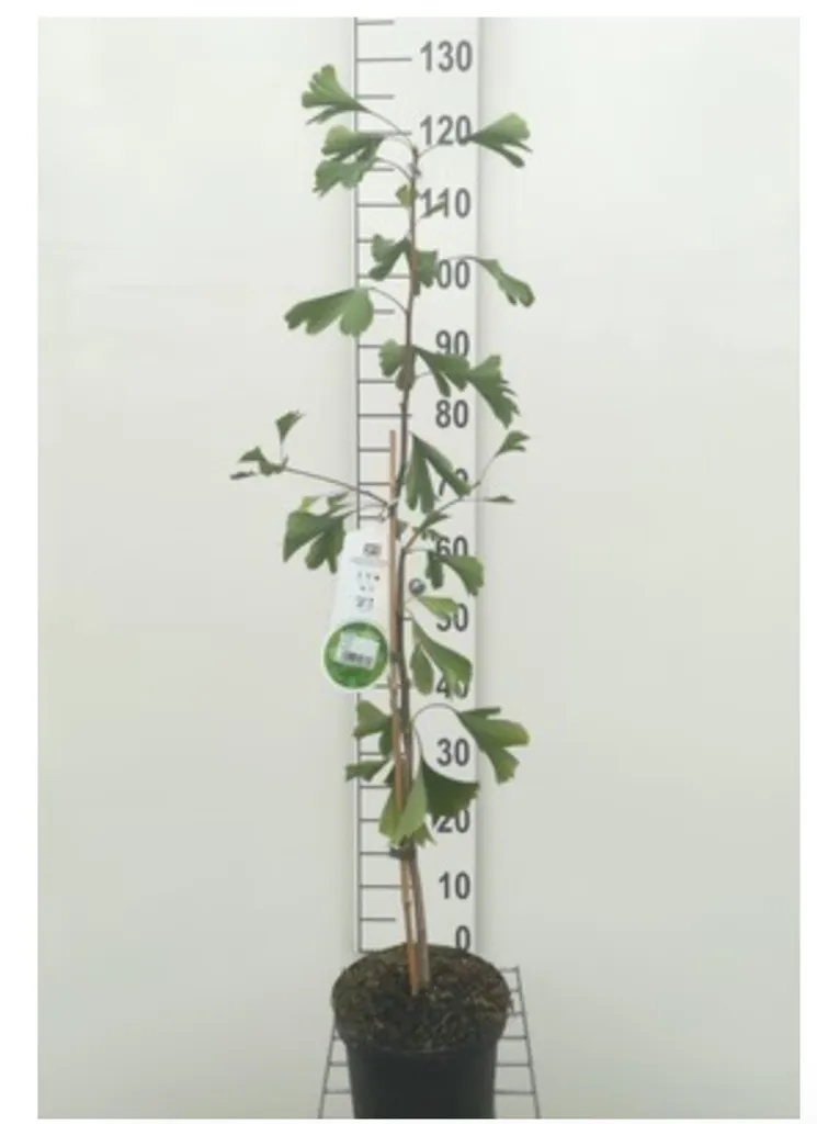 Ginkgo Biloba 50-60 cm en Pot - Un Arbre Facile pour Jardiniers Débutants
