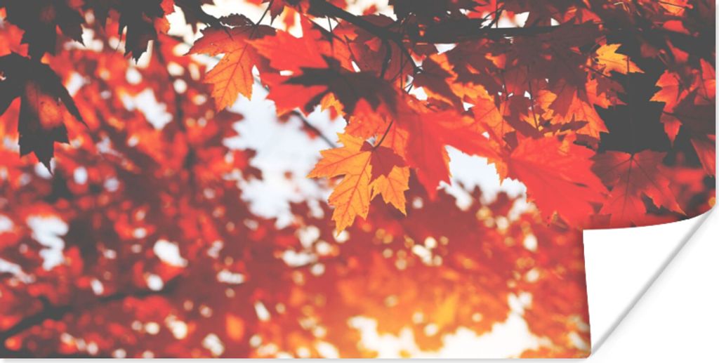 MuchoWow Poster Herbstliche Blätter - Rustikale Dekoration - Sonne 40x20 cm - Poster für die Wand - Poster Schlafzimmer