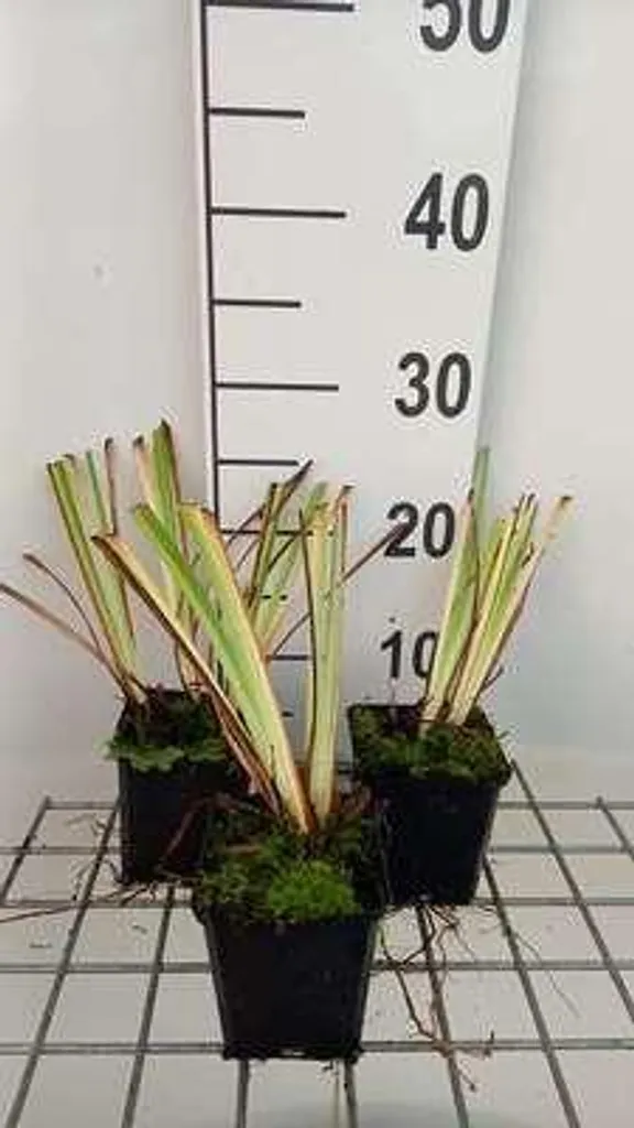 Plantes Vivaces Iris de Sibérie Caesar's Brother - Pack de 6 Godets