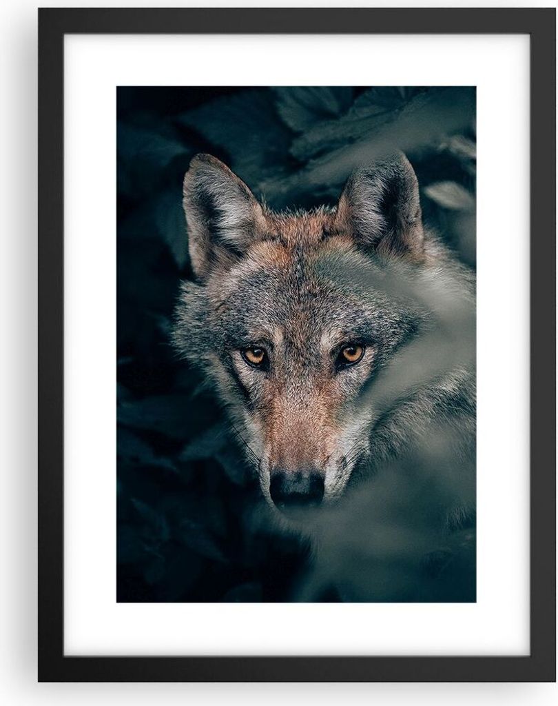 Gerahmtes Poster - Schwarzer Rahmen - Wolf Wald Raubtier - 30x40 cm - Wand Bild - Wanddeko - Wandbilder - Kunstposter - Wandposter - Bilderrahmen -...