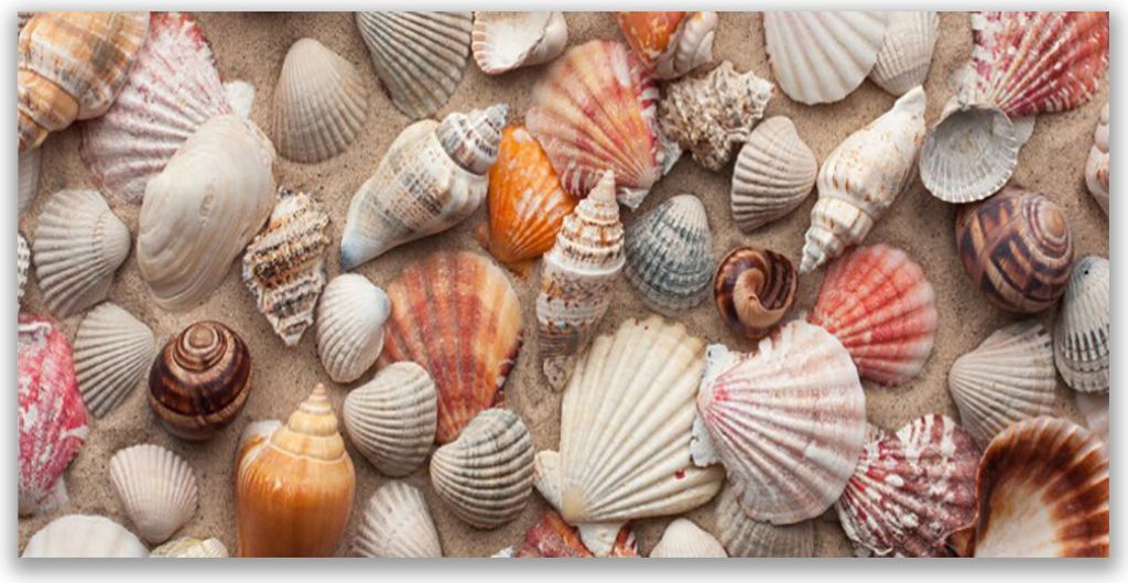 Tulup Leinwand-Bilder 120x60 Wandbild Canvas Kunstdruck Muscheln Kunst