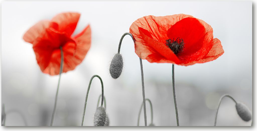 Tulup Glas-Bild - 100x50 -Wandkunst - Wandbild hinter gehärtetem Sicherheitsglas - Blumen & Pflanzen - Mohnblumen - Rot