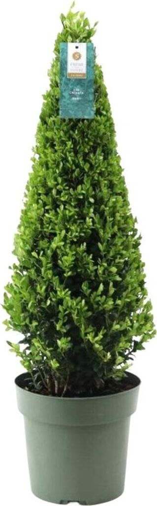 Plants by Frank | Echte Stechpalme Pyramide | Ilex Crenata Produktbild 