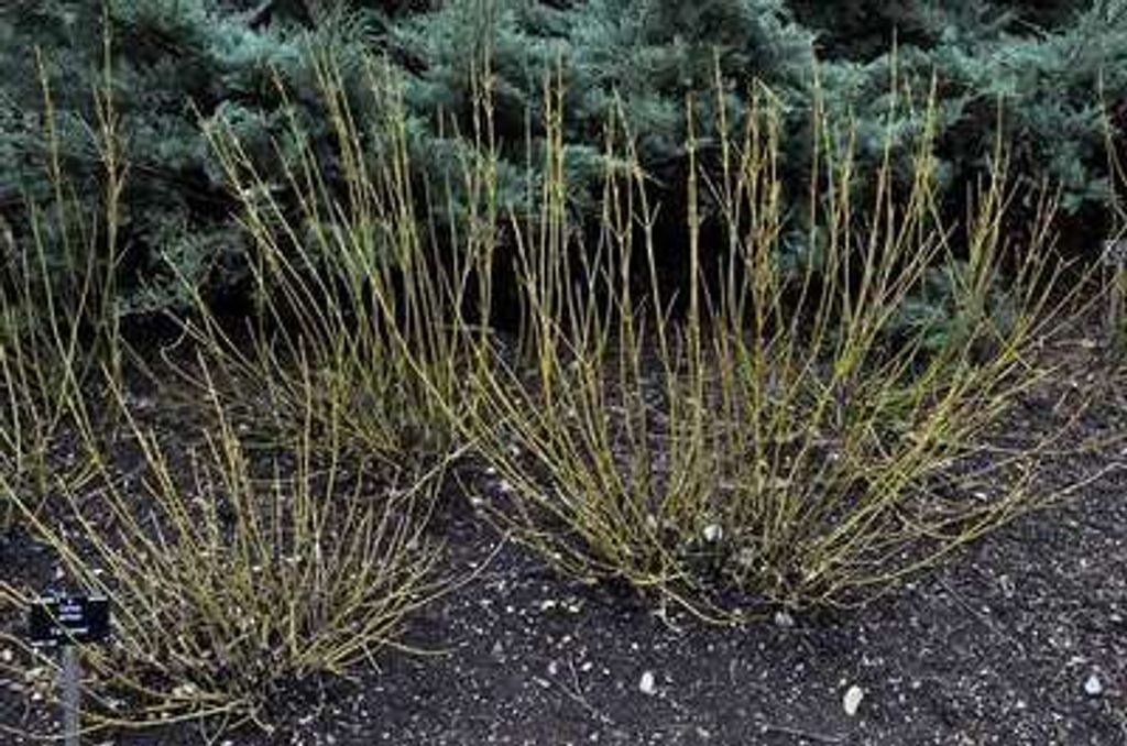10 x Cornus ser. 'Flaviramea' - Hartriegel 60- 90 cm - Wurzelnackt