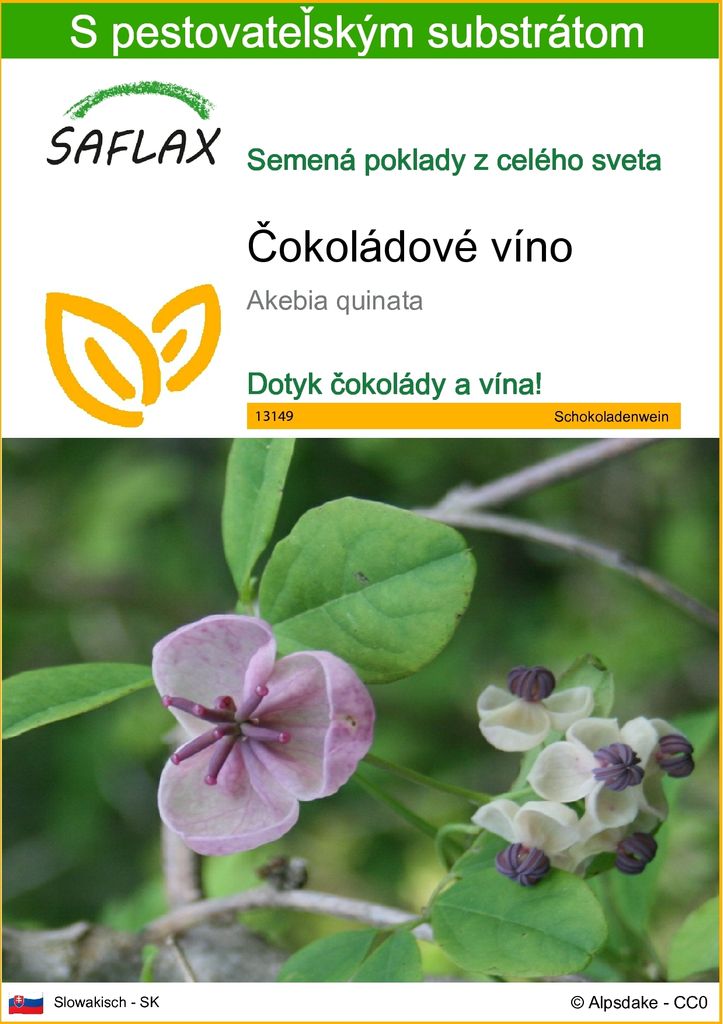 SAFLAX - čokoládové víno - Akebia quinata - 10 Semená - S Obrázok produktu 