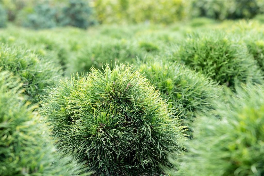 Pinus strobus 'Minima', Weymouthskiefer, kompakt, 20–25 cm