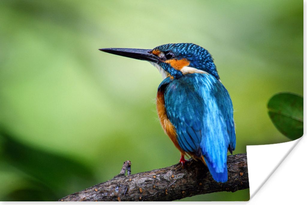 MuchoWow Poster Eisvogel - Zweig - Blau 30x20 cm - Plakate - Print