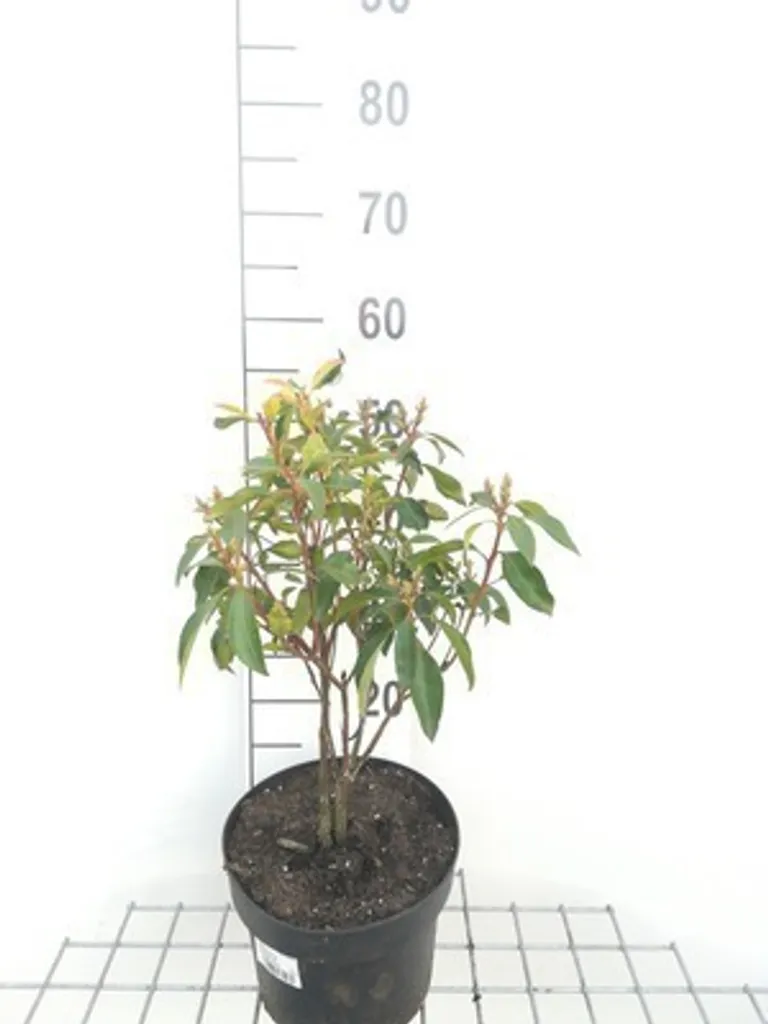 Kalmia latifolia Laurier de montagne pour massifs ombragés de 30 cm