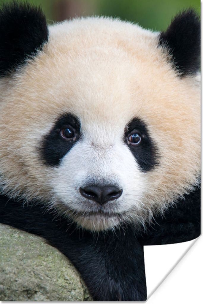 MuchoWow Poster Panda - Wildtiere - Porträt - Stein 40x60 cm - Plakate für die Wand - Poster Babyzimmer