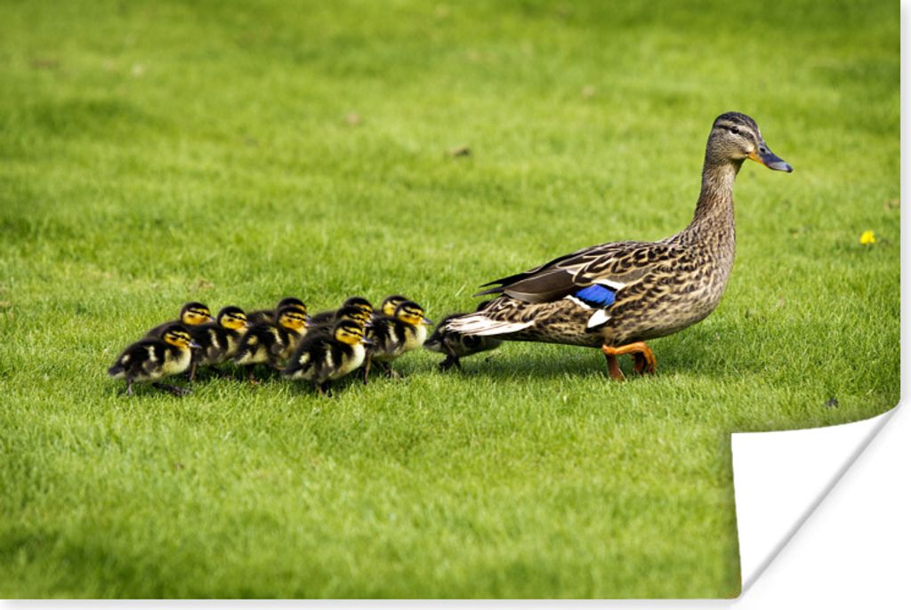 MuchoWow Poster Ente mit Jungen im Gras 30x20 cm - Plakate - Print