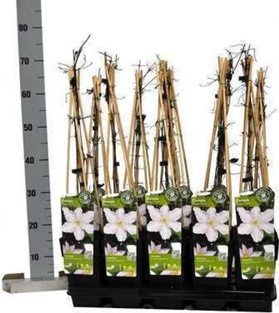 Clématite Gladys Picard pour pergola et balcon - Grimpante 50-60 cm