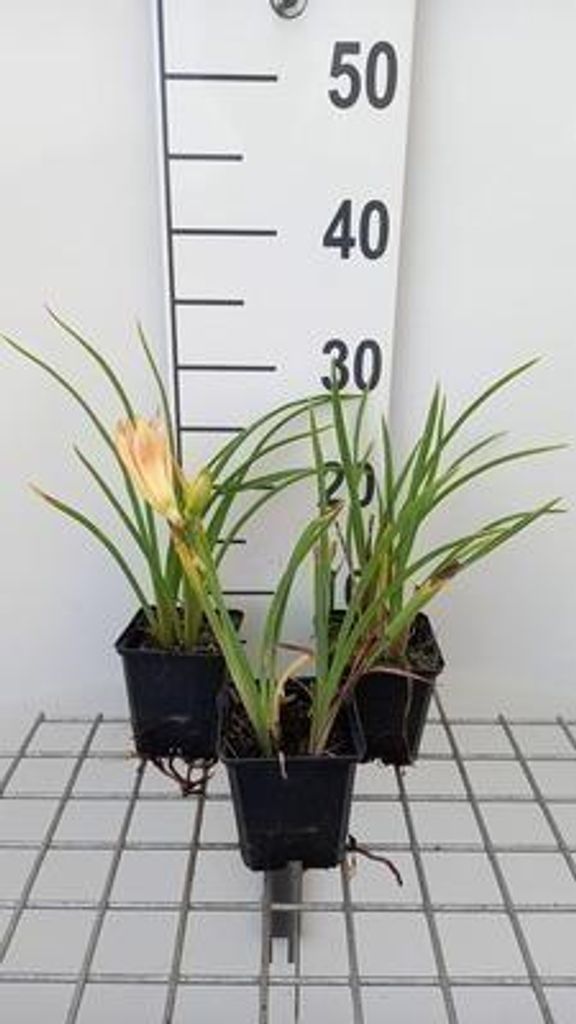 6 x Hemerocallis hybr. 'On And On' - taglilie - Topf 9 x 9 cm