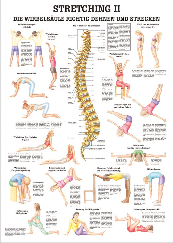 Stretching II Mini-Poster Anatomie 34x24 cm medizinische Lehrmittel