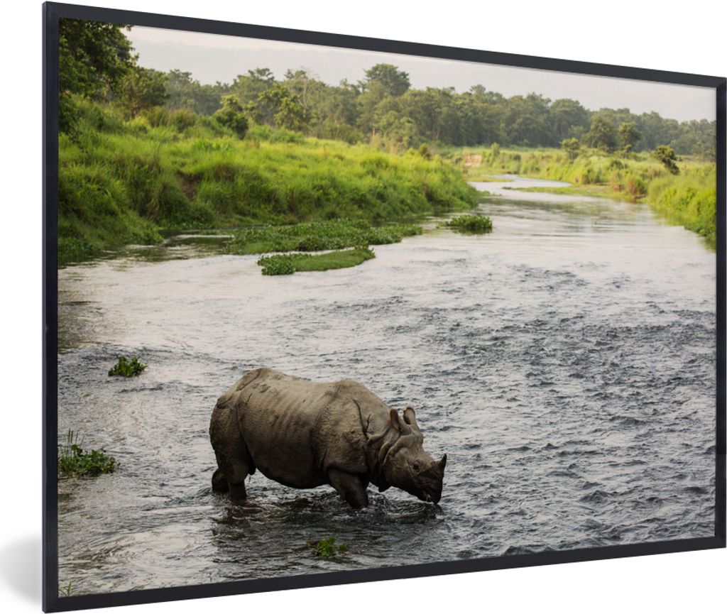 MuchoWow MuchoWow Gerahmtes Poster Nashorn im Wasser 90x60 cm - Poster mit zchwarzem Bilderrahmen - Fotorahmen - Foto-Plakat