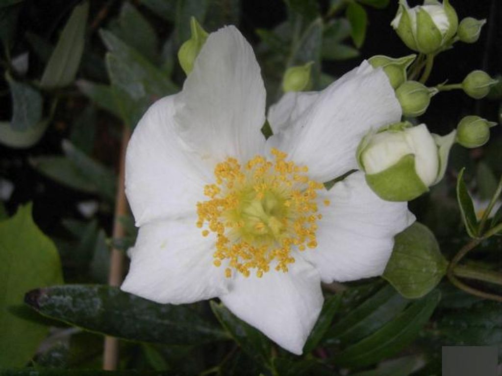 Carpenteria californica - Baum-Anemone - Busch-Anemone 40-60cm