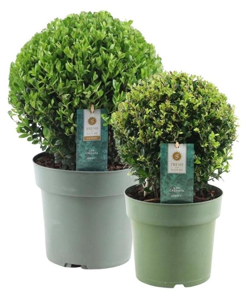 Plants by Frank | 2 Boules de houx du Japon | Ilex crenata Image du produit 