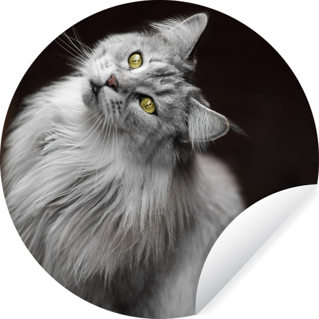 MuchoWow Runde Wandtattoo - Wandsticker Tapete Aufkleber Weiße und graue Maine Coon Katze Ø 80 cm Selbstklebend und Repositionierbar - Wandaufk...