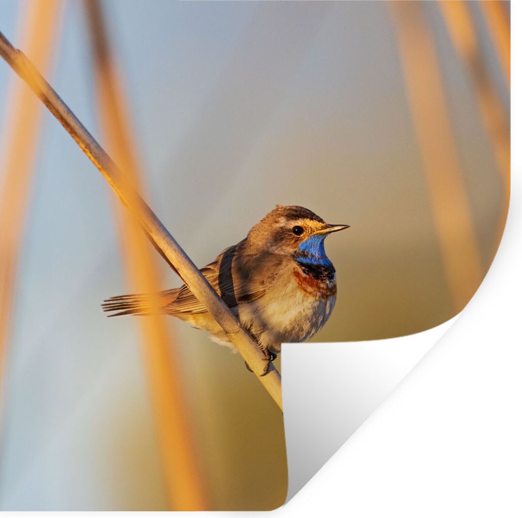 MuchoWow Wandtattoo Wandsticker Wandaufkleber Vögel - Blaukehlchen - Schilf 50x50 cm Selbstklebend und Repositionierbar - Selbstklebend - Fotota...