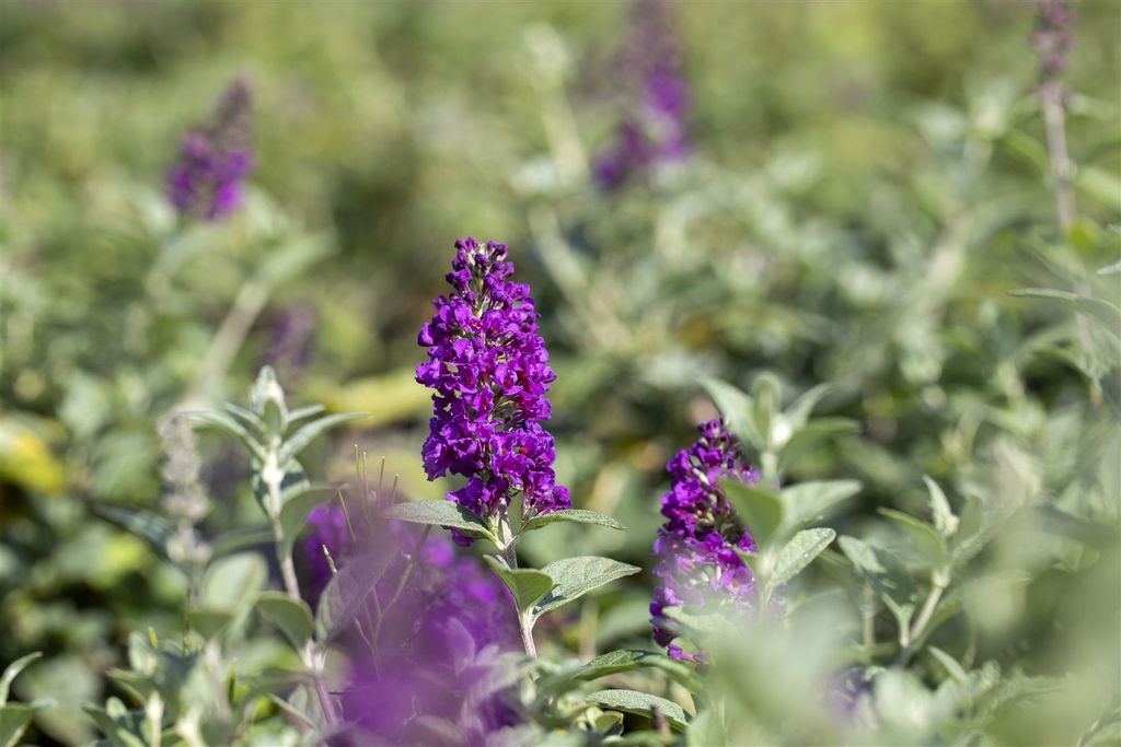 Buddleja 'Blue Chip' -S-, Schmetterlingsflieder, blau, 40–60 cm