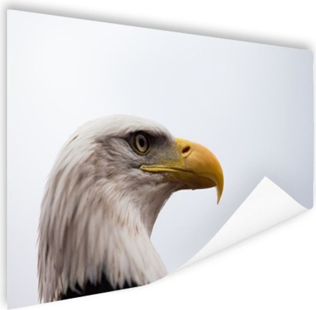 MuchoWow Poster Adler - Adler - Porträt - Raubvogel - Schnabel 60x40 cm - Schlafzimmerdekoration
