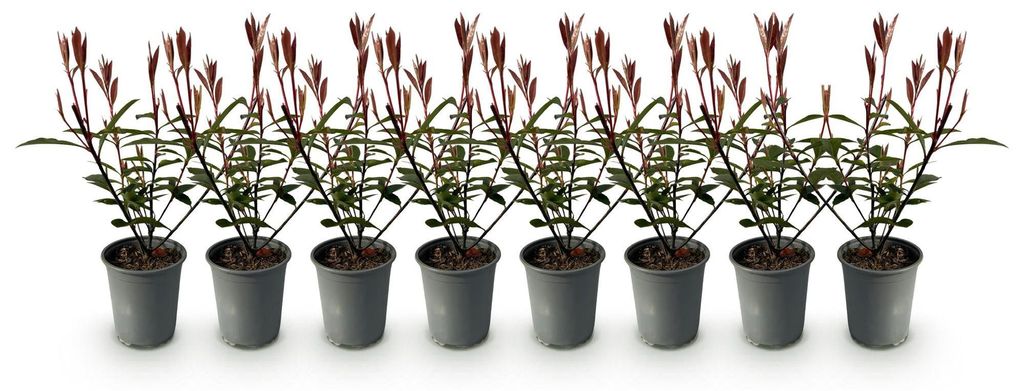 Green boutiQ - Plantes de haie - Photinia fraseri Carre Image du produit 