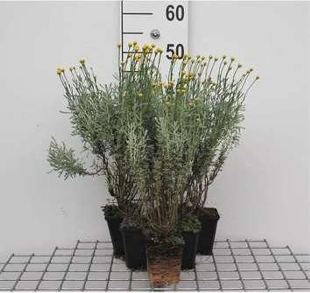 6 x Santolina chamaecyparissus - Heiligenkraut - Topf 9 x 9 cm