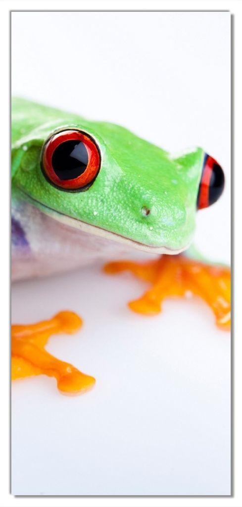 Wallario selbstklebende Türtapete 93 x 205 cm mit Schutzlaminat - Lustiger Frosch in grün und orange