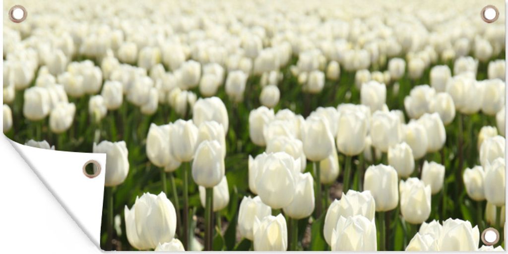 MuchoWow 80x40 cm Outdoor-Poster Gartendeko Sichtschutz Garten Poster für den Garten Weiße Tulpen auf einem Feld