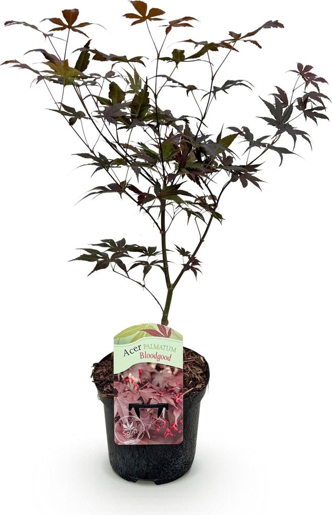 GreenboutiQ - Balkonpflanze - Japanischer Ahorn - Acer palmatum Bloodgood - Rot - 1 Pflanze - Laubabwerfend - Topf 19cm Höhe 70cm