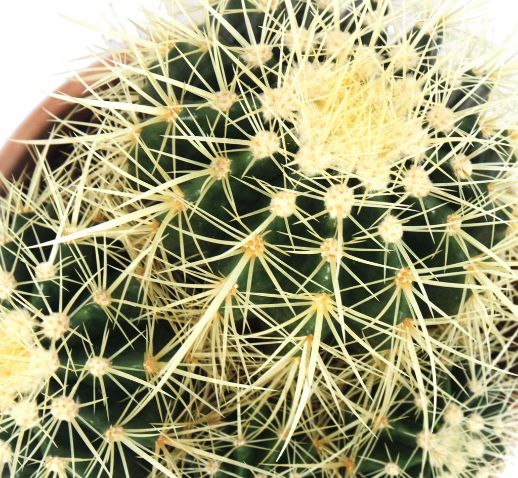 ableger portugiesischer kirschlorbeer Jetzt Portugiesischer Kirschlorbeer 'Angustifolia' online kaufen bei  Bohlken Pflanzenversand – Bohlken Pflanzenversand GbR main image 0