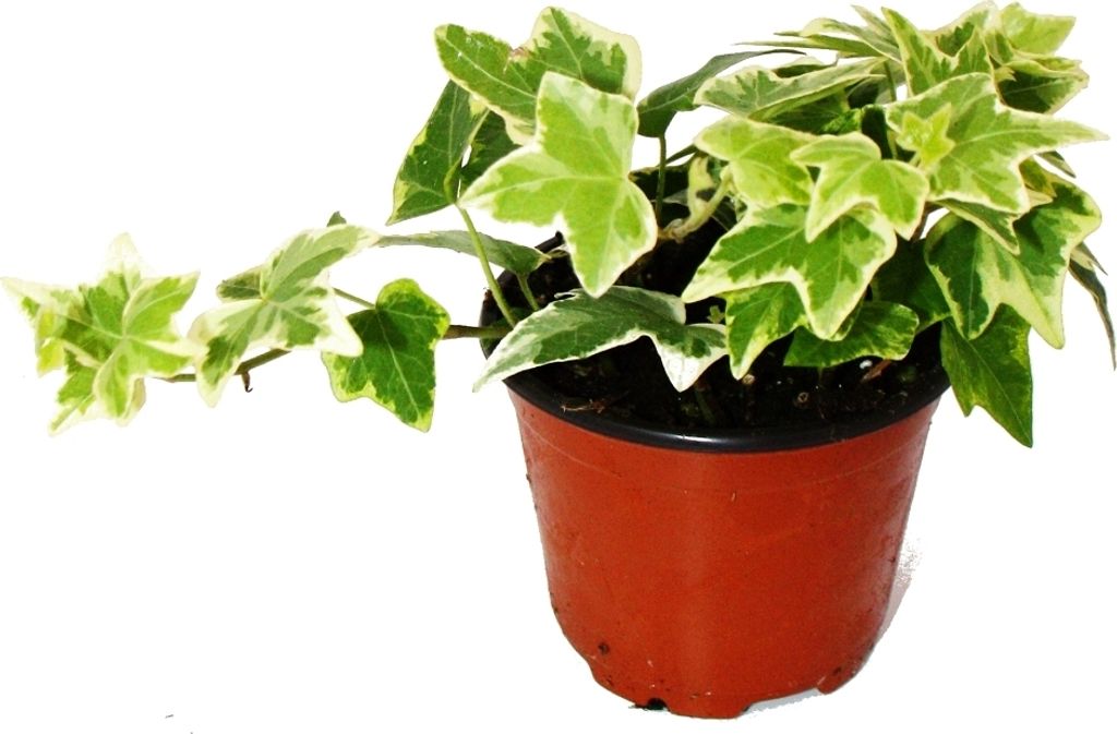 Hedera helix - bluszcz, pstrokate biale liscie, doniczka 9 Zdjęcie produktu 