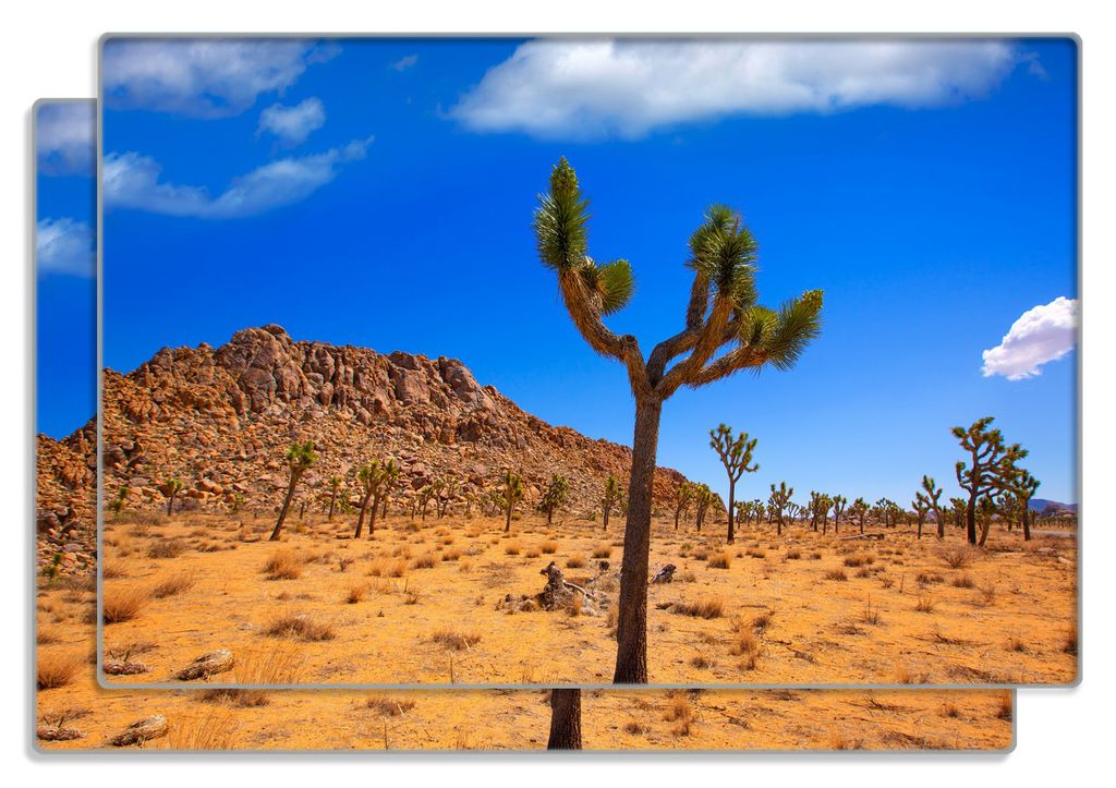 Wallario Frühstücksbrettchen 2er Set aus Glas, je 20 x 30 cm, mit rutschfesten Füßen, Motiv Palmlilie im Nationalpark Yucca Valley Wüstenlands...