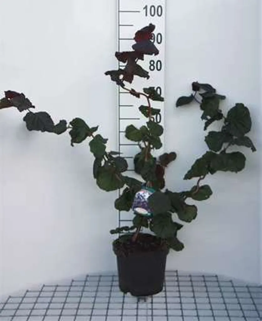 Noisetier Corylus hybr. Red Majestic® en conteneur de 40 à 60 cm