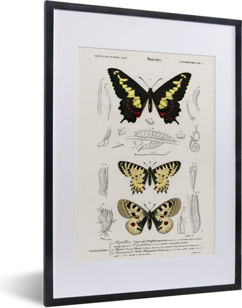 MuchoWow Gerahmtes Poster Schmetterling - Vintage - Insekten 30x40 cm - Poster mit Schwarzem Bilderrahmen Wandposter Rahmen Foto Bilder - Wandpos...