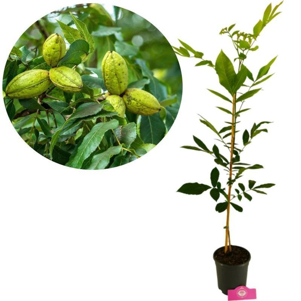 Carya illinoinensis, Pekannuss, Höhe 90 cm, 3-Liter-Topf