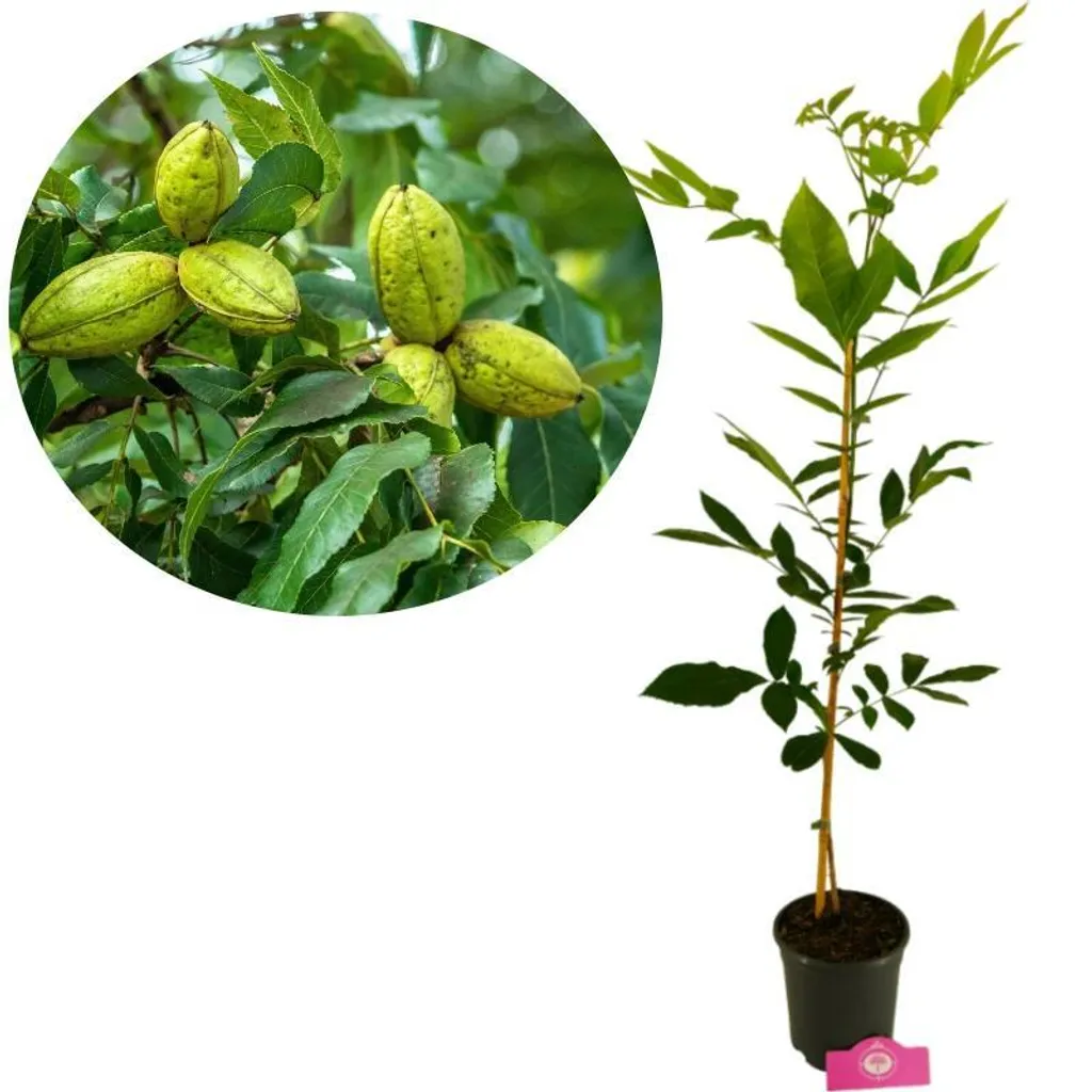 Noix de Pécan de 90 cm : Arbre vigoureux Carya illinoinensis en Pot