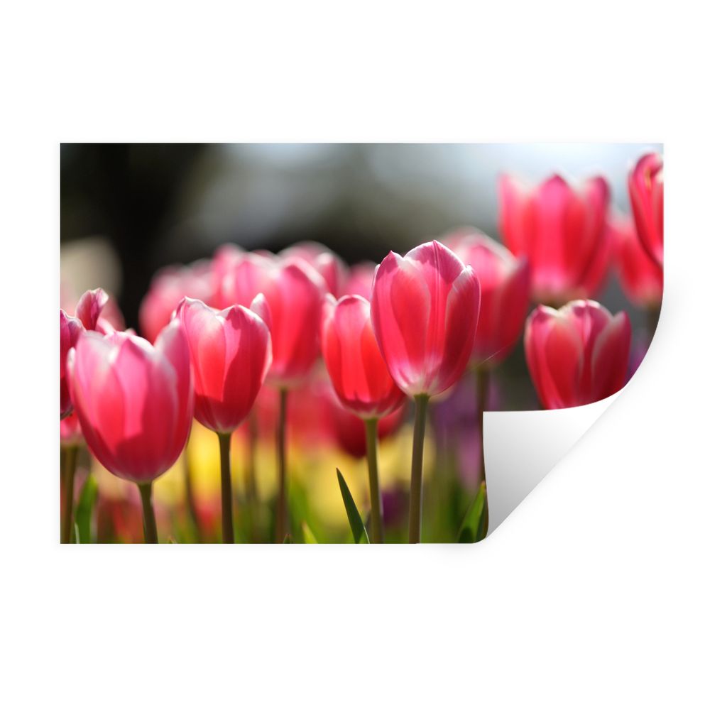 MuchoWow Wandtattoo Wandsticker Wandaufkleber Rosa Tulpenblüten 90x60 cm Selbstklebend und Repositionierbar - Aufkleber