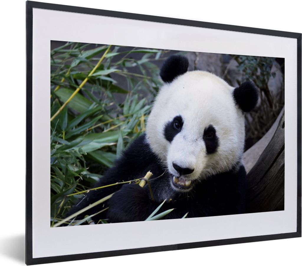 MuchoWow MuchoWow Gerahmtes Poster Panda - Tier - Blätter 40x30 cm - Poster mit zchwarzem Bilderrahmen - Bilderrahmen - Poster im Rahmen