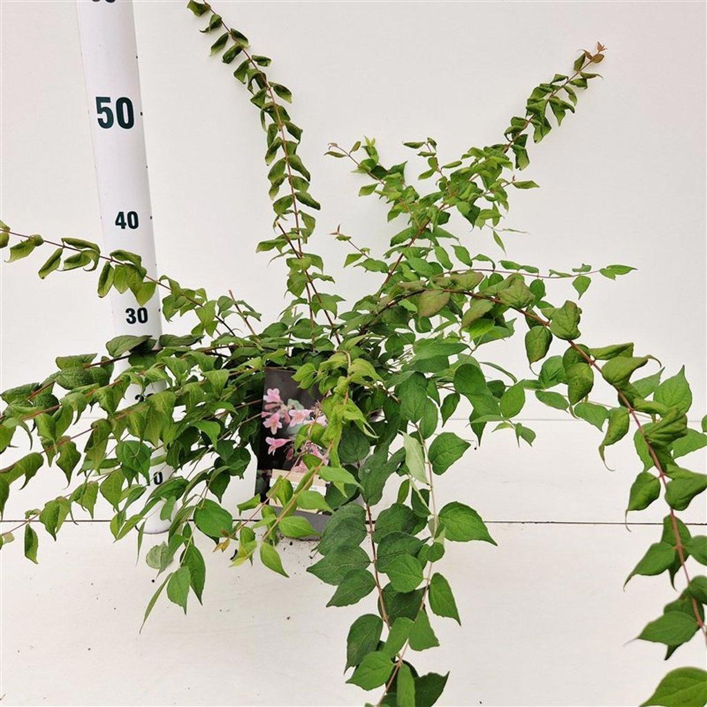 Kolkwitzia amabilis 'Pink Cloud' - Kolkwitzie | 40-50 cm im Topf