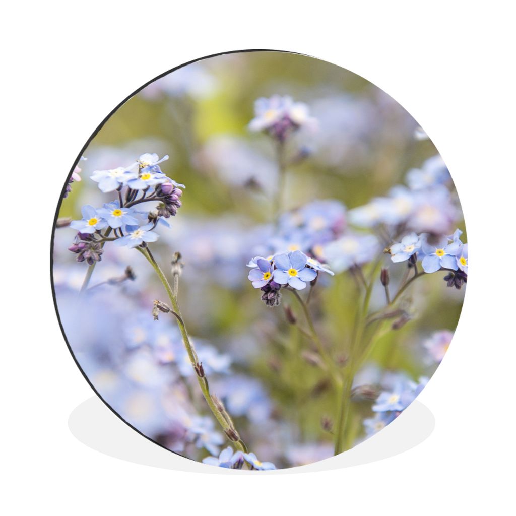 MuchoWow Aluminium Wandkreis Große Gruppe von Vergissmeinnicht Ø 90 cm Wanddeko Modern Wohnzimmer - Mauerkreis - Wandbilder - Runde Bild - Bild...