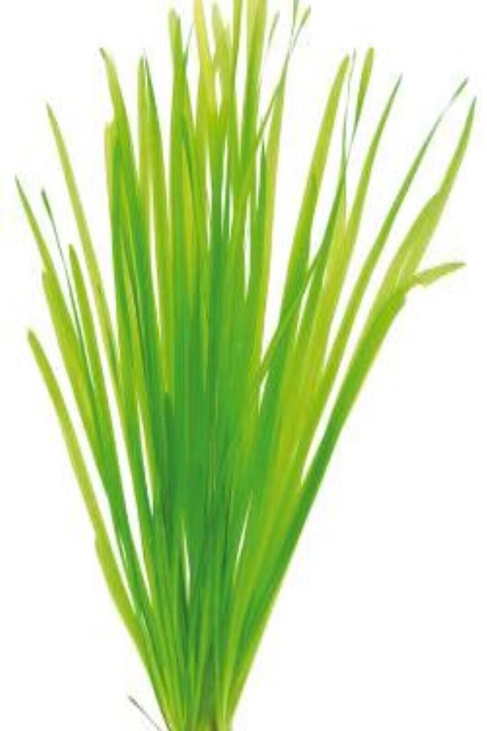 Vallisneria spiralis `Tiger` im Topf Wasserpflanze für Aquarium