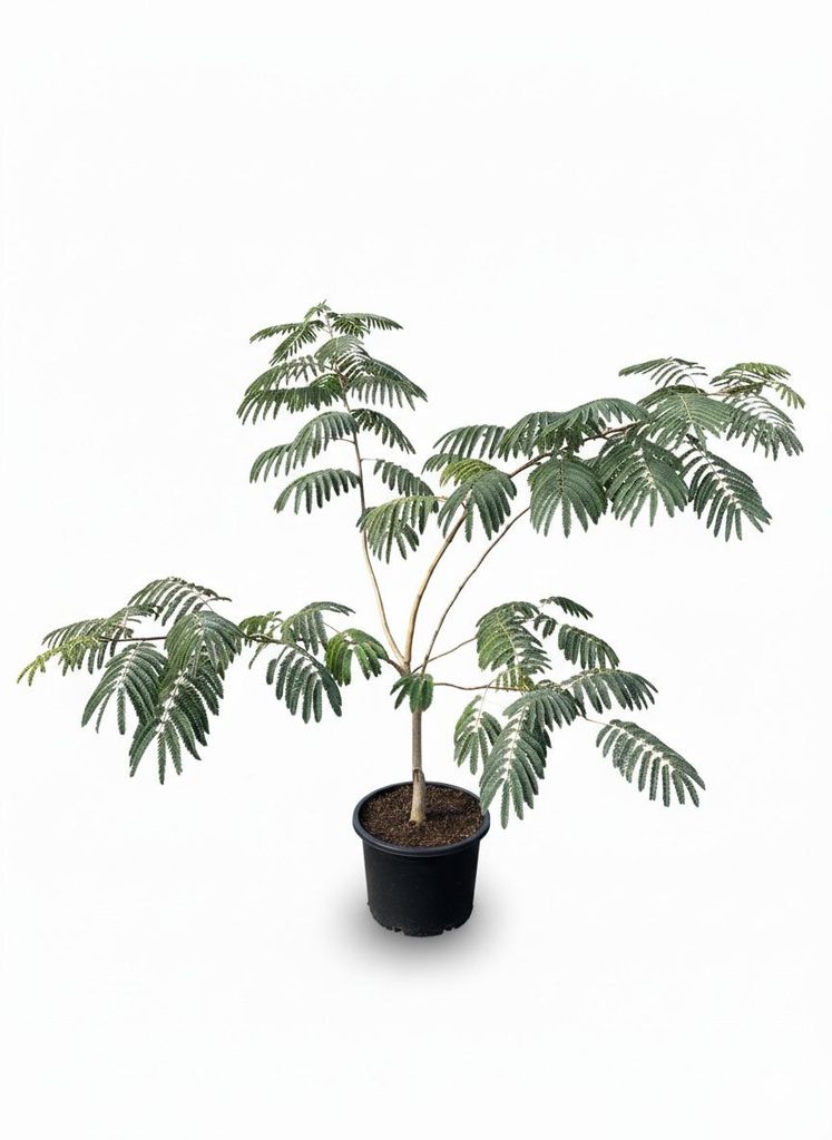 Sunny Tree - Albizia Ombrella – Persischer Schlafbaum, 120 cm hoch, 10-Liter-Topf, dekorativer Zierbaum“