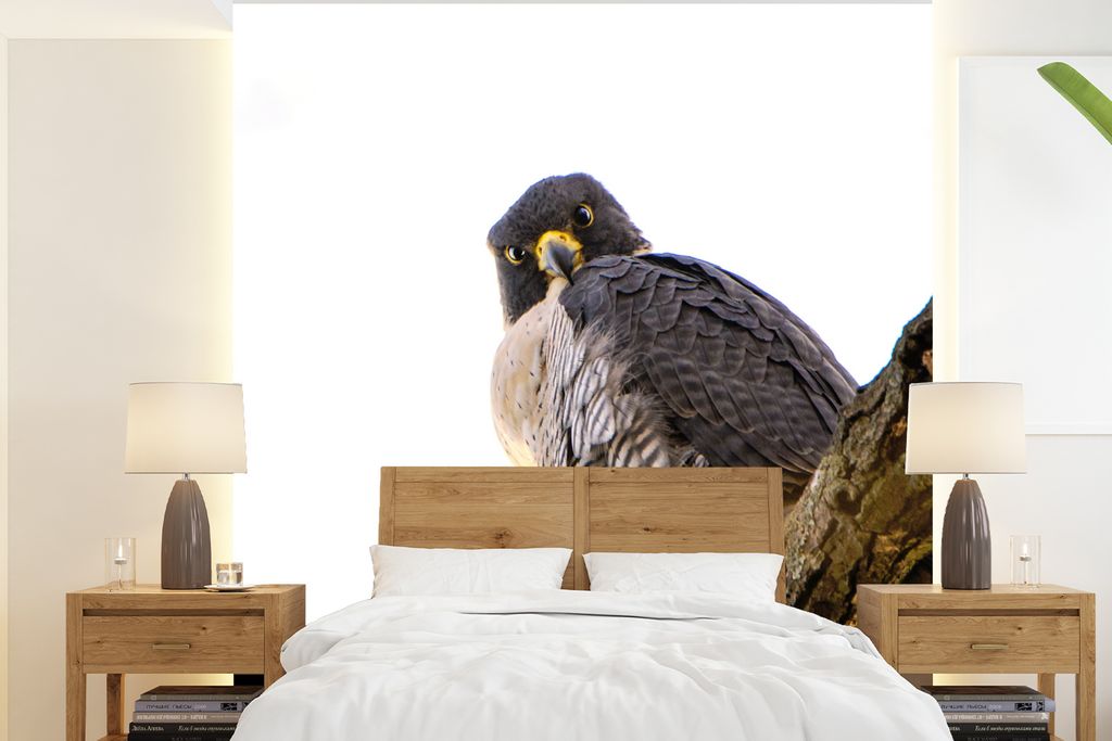 MuchoWow Fototapete für Wohnzimmer oder Schlafzimmer Wandtapete Vinyl Motivtapete Falke - Zweig - Weiß - 220x240 cm - Wohnzimmer-Tapete
