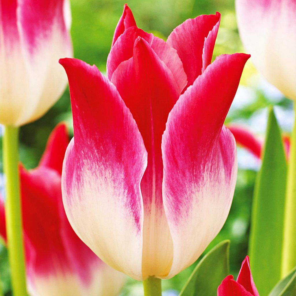 Tulipani Bulbi Bulbi Fiori Tulipano a fiore di giglio Immagine del prodotto 