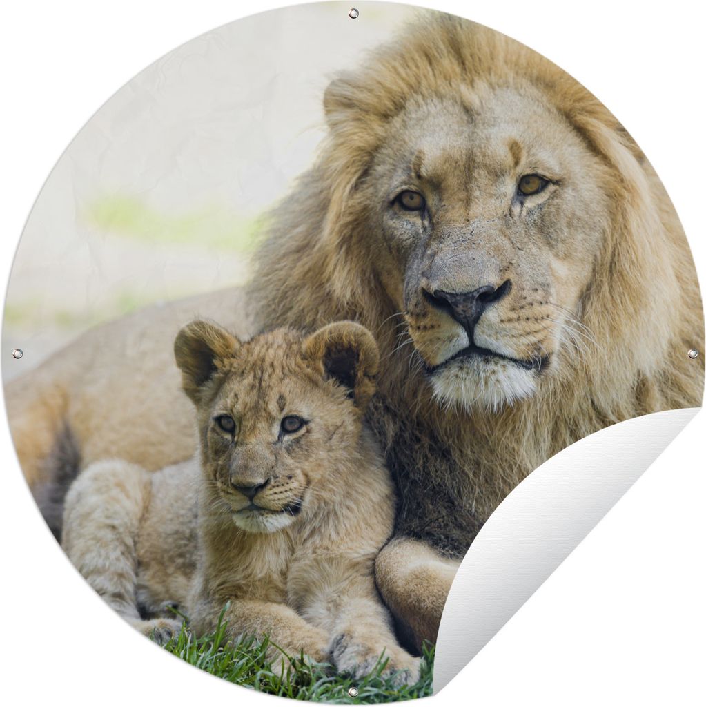 MuchoWow Gartenposter Outdoor-Poster Rund Löwe - Jungtier - Porträt Ø 120 cm Gartendeko Rundes Poster draußen