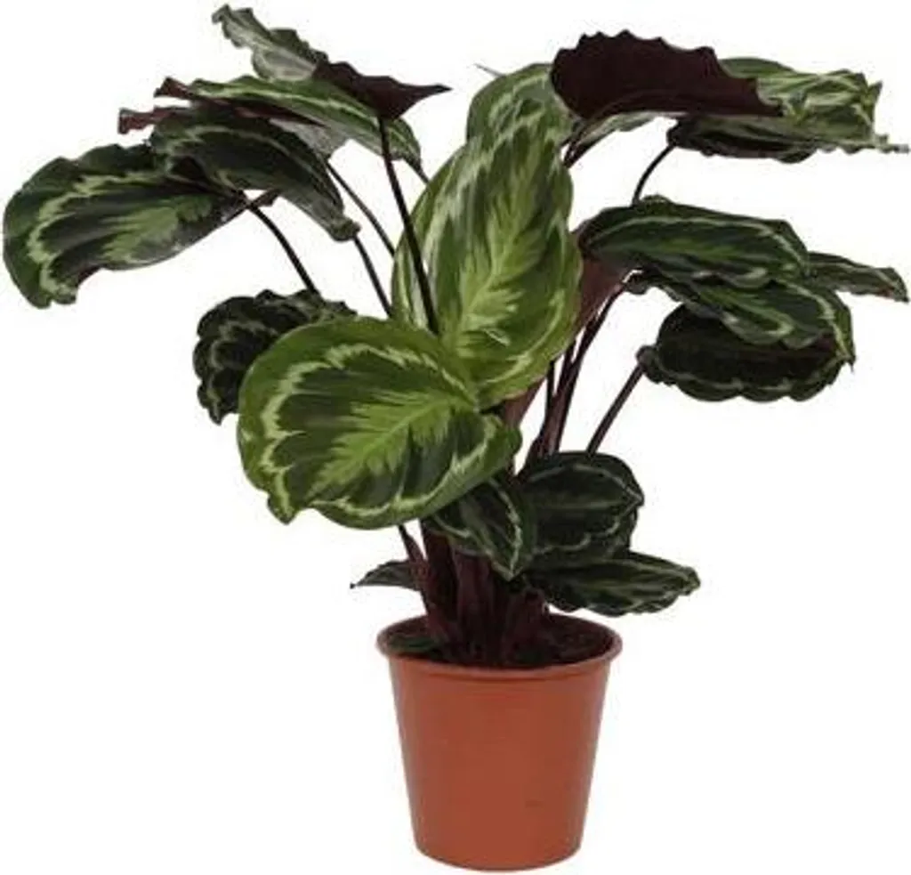 Calathea Medaillon Maranta à Grandes Feuilles Décoratives et Purifiantes