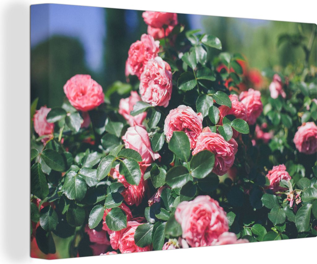 OneMillionCanvasses - Leinwandbilder - 150x100 cm, Schöne rosa Rose im Sommergarten, Wandbilder Kunstdruck Wanddekoration