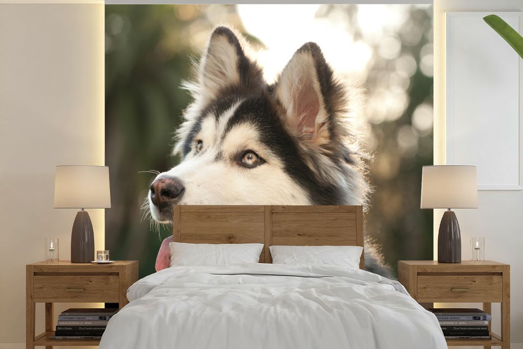 MuchoWow Fototapete für Wohnzimmer oder Schlafzimmer Wandtapete Vinyl Motivtapete Husky im Park - 280x280 cm - Hintergrundbild
