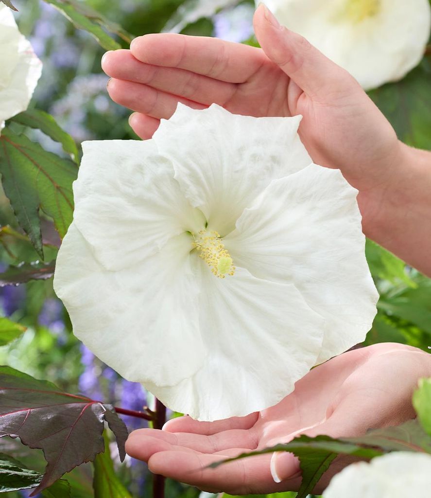 BALDUR Garten 1x Hibiskus 'Carousel Ghost', Pflanze im 9x9 Produktbild 