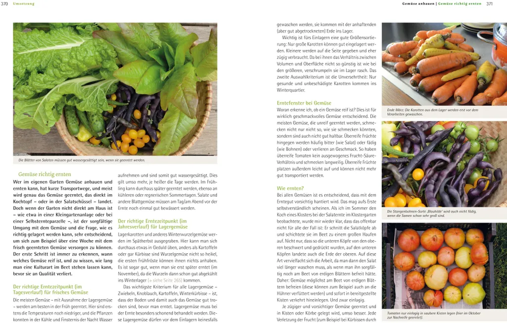 Produire ses Légumes Bio : Solution Complète pour l'Autosuffisance
